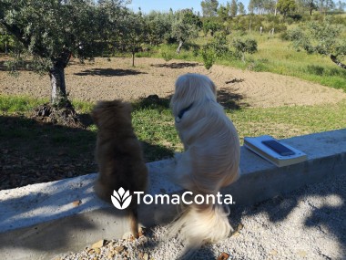 Procuro oportunidades de trabalho de pet-sitting para tomar conta dos nossos companheiros peludos