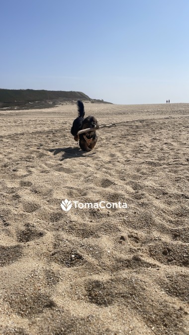 Pet sitting em matosinhos