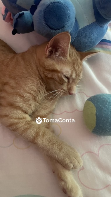 Pet sitting em matosinhos