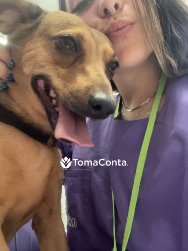 Dog Walker & Pet Sitter – Amor, cuidado e profissionalismo para o seu melhor amigo
