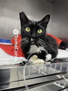 Cat Sitting - Amor, cuidado e profissionalismo para o seu melhor amigo