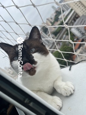 Cat Sitting - Amor, cuidado e profissionalismo para o seu melhor amigo