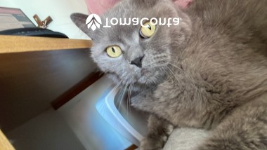 Pet sitting