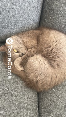 Pet sitting