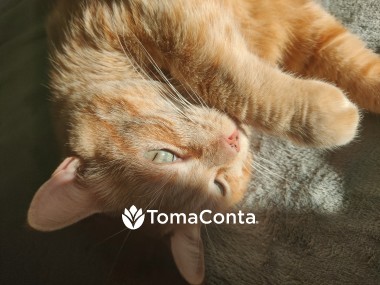 Pet sitter