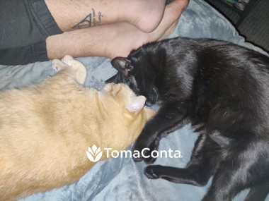 Pet sitter