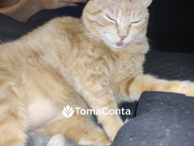 Pet sitter