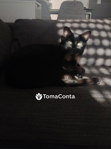 Pet sitter