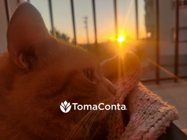 Pet sitter