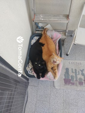 Pet sitter
