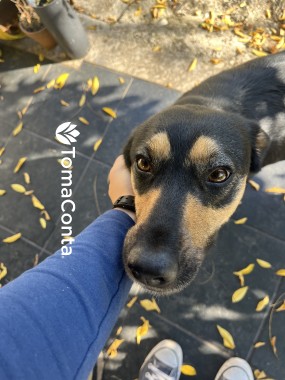 DogWalker4U