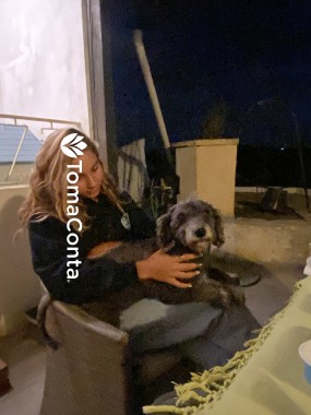 Petssiting