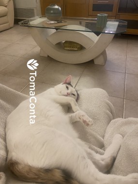 Petssiting