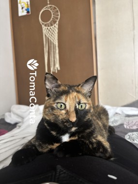 Cuido do teu gato