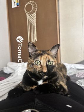 Cuido do teu gato
