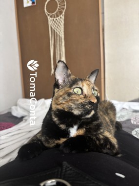 Cuido do teu gato