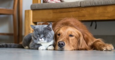 Pet-sitting e passeios de animais de estimação