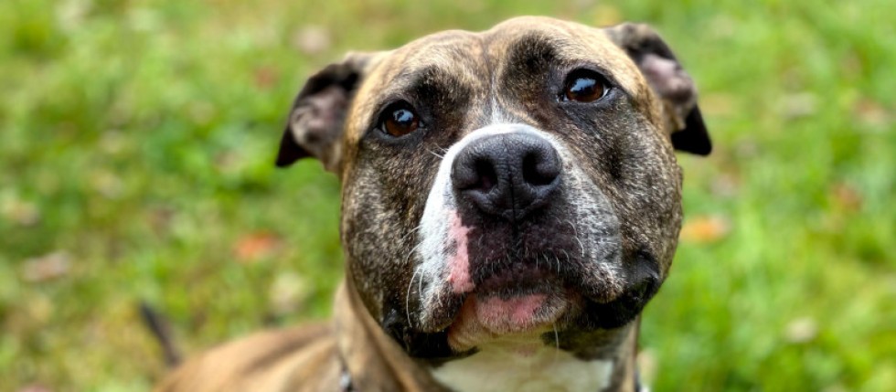 Cão olha com ar dócil, mas é exemplar de raças de cães potencialmente perigosos.