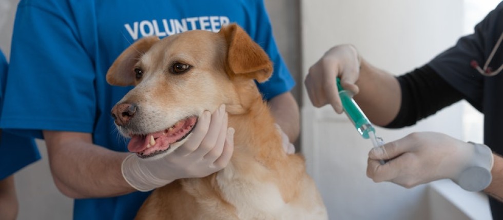 vacinas para cães