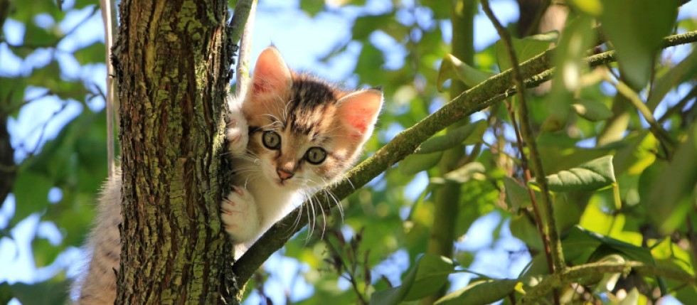 Gato branco em cima de árvore, talvez com receio da esterilização de gatos.