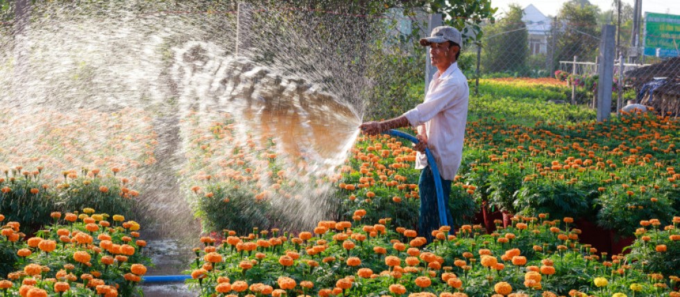 Homem usa uma das ferramentas de jardinagem essenciais, uma mangueira, para regar flores cor-de-laranja.