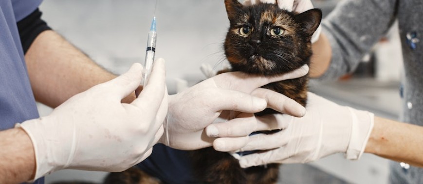 vacinas para gatos