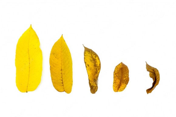 Estágio de folhas amareladas