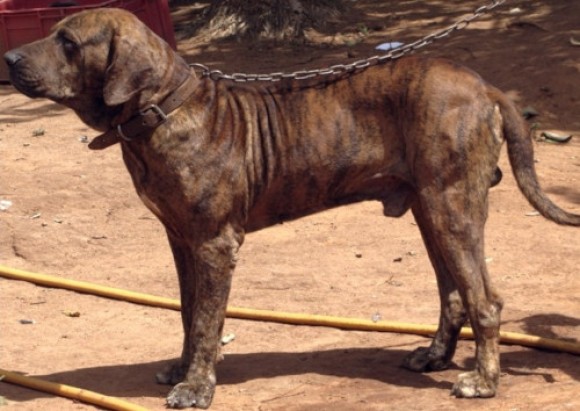 Cão de Fila brasileiro castanho acorrentado, um exemplar de raças de cães potencialmente perigosos.