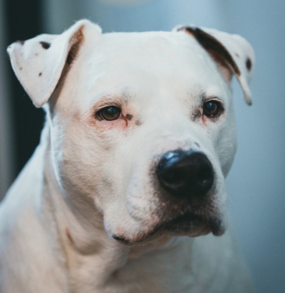 Dogue Argentino branco a olhar em frente. É um exemplar de raças de cães potencialmente perigosos.