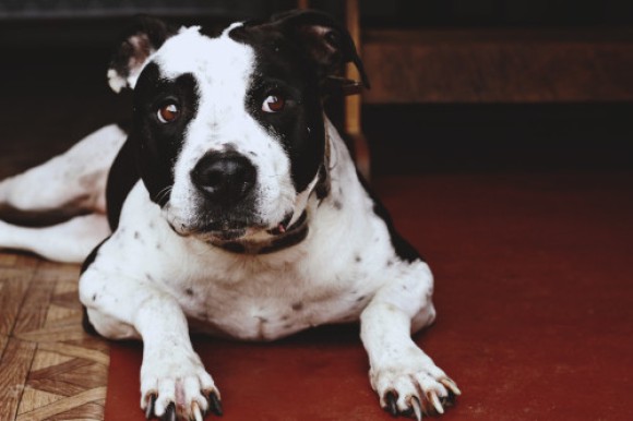 Pit Bull Terrier branco e preto a olhar em frente. É uma das raças de cães potencialmente perigosos.