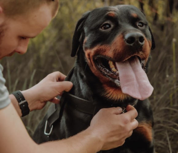 Homem põe coleira a cão Rottweiler preto de uma das raças de cães potencialmente perigosos.