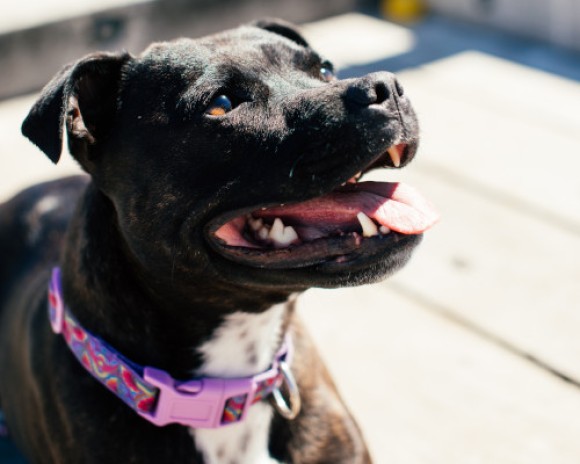 Cão Staffordshire Terrier Americano de cor preta olha atento. É um exemplar das raças de cães potencialmente perigosos.