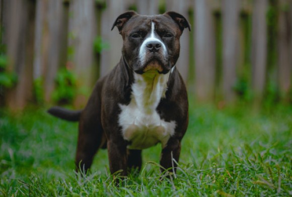 Cão Staffordshire Bull Terrier em pé sobre relva com ar ameaçador por ser uma das raças de cães potencialmente perigosos.