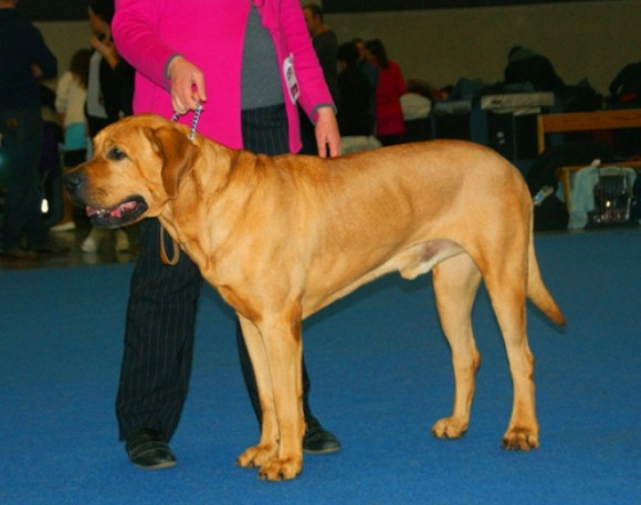 Cão Tosa Inu castanho em pé, em concurso de cães potencialmente perigosos.