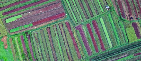 Campos que são terrenos agrícolas em tom verde e castanho.