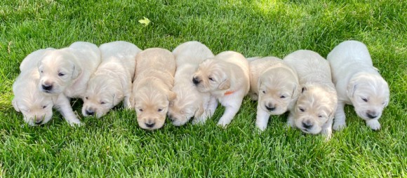 Cães bebés brancos deitados na relva
