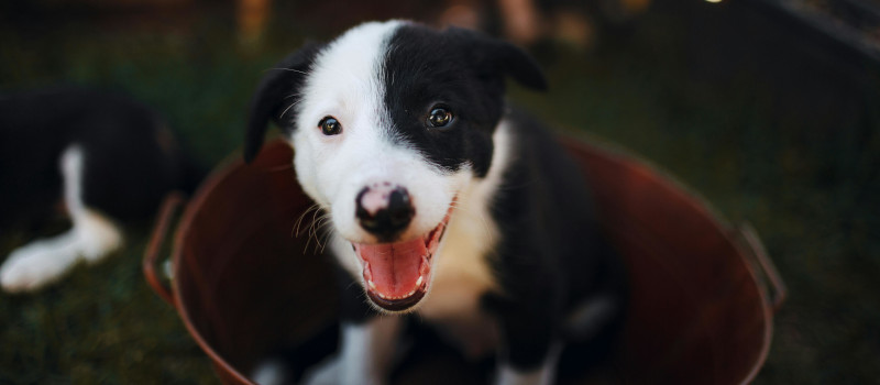 Cão de boca aberta a olhar em frente, com um dos lados da cara branca e o outro negro, dentro de uma bacia na hora de dar banho a cães.