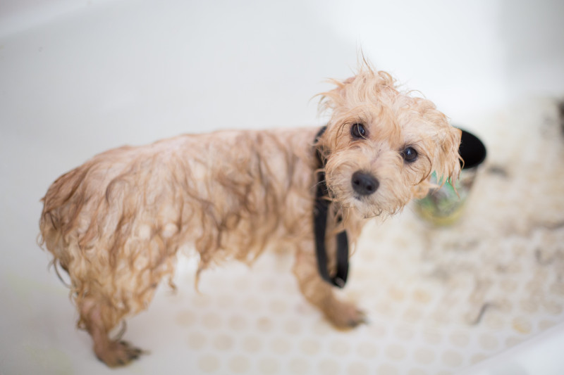 Cão de pelo bege e olhar apreensivo numa banheira ilustra uma das formas de como dar banho ao cão.