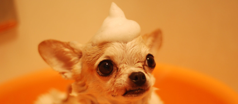 Cão de raça pequena de olhos arregalados e ar sério, com um floco de espuma na cabeça à espera enquanto o dono decide onde dar banho ao cão.