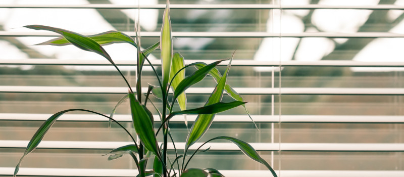 Folhas de planta verdes em frente a uma persiana entreaberta para mostrar como limpar estores.