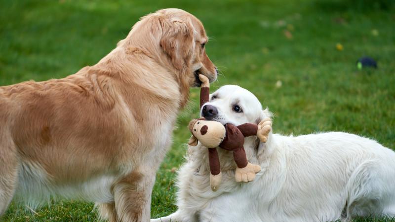 Cão castanho em pé