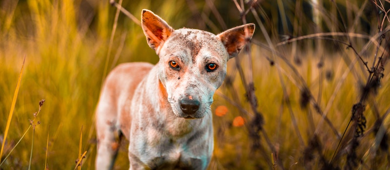 cão abandonado em zona rural