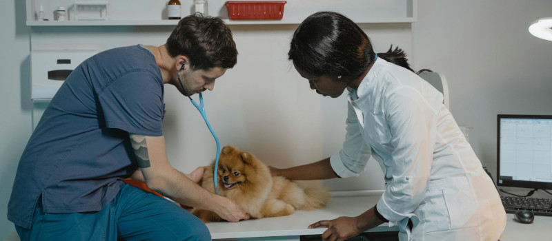 Veterinário e enfermeira a cuidarem de cão castanho no âmbito do programa Cheque Veterinário.