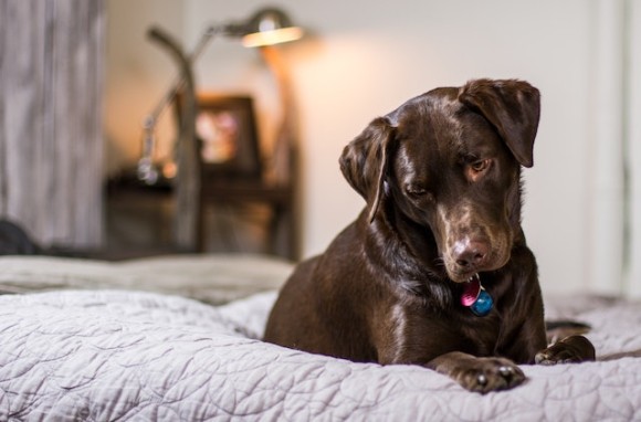 Cão de raça labrador