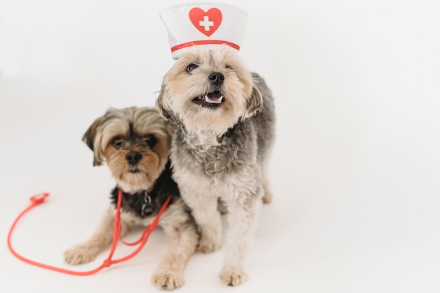 cães vestidos com itens veterinários