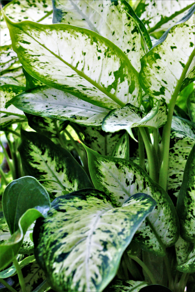 Planta Comigo-Ninguém-Pode