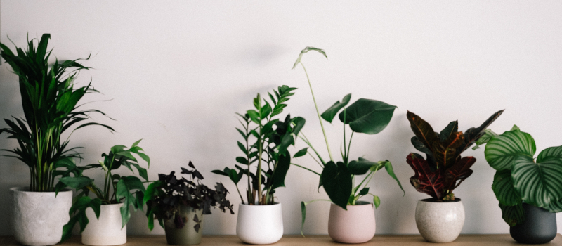 Plantas de interior fáceis de cuidar: 6 espécies para ter em casa