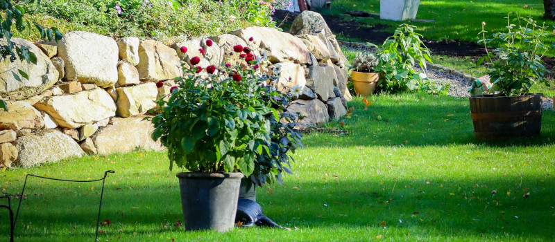 Um dos tipos de relva natural com vasos de plantas e um muro de pedras à esquerda num jardim.