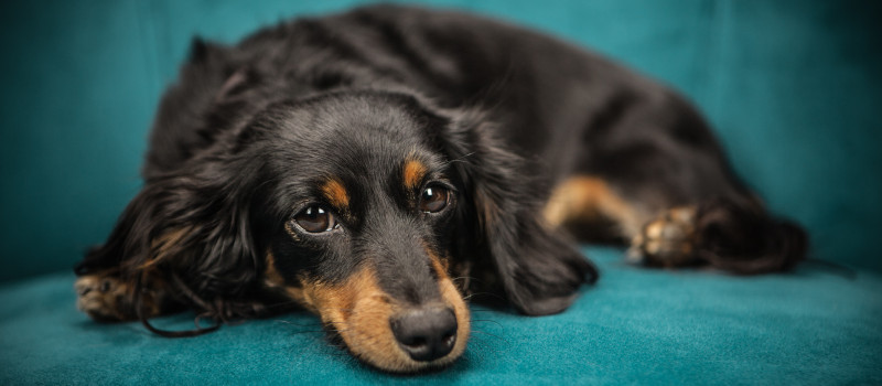 Cão preto e castanho, deitado num sofá azul e a olhar com ar tristonho para nós, para ilustrar artigo sobre animais em condomínios.