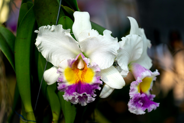 Tipo de orquídea de interior da espécie cattleya com folhas brancas salpicadas de roxo, amarelo e laranja.